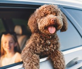 Dog in Car Window